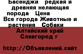 Басенджи - редкая и древняя нелающая порода › Цена ­ 50 000 - Все города Животные и растения » Собаки   . Алтайский край,Славгород г.